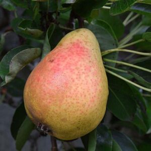 Epine du Mas (Belle épine)