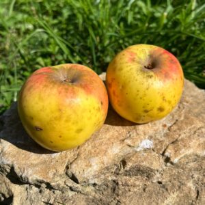 Pomme à l'Huile