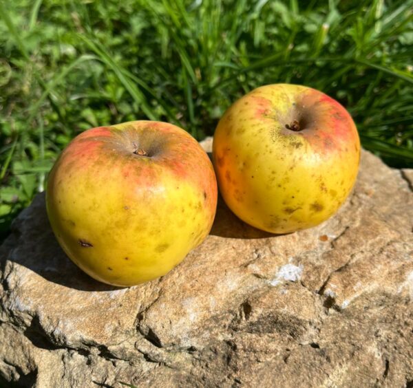 Pomme à l'Huile