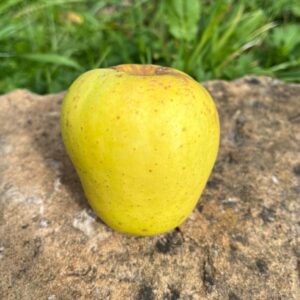 Pomme cloche