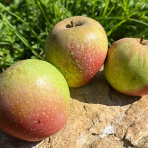 Pomme de fer