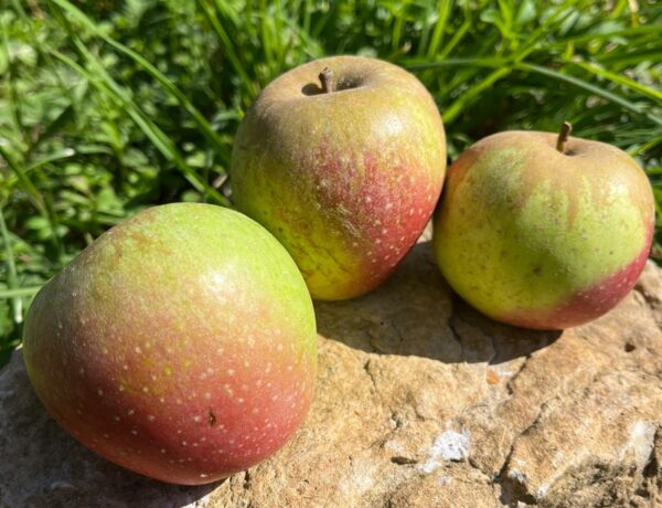 Pomme de fer