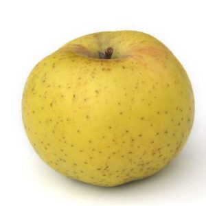 Reinette du Mans