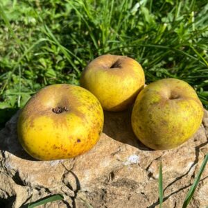 Reinette de Brive (ou Sainte Germaine)