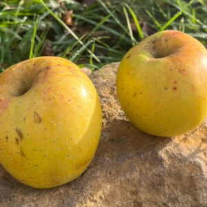 Pomme de Foix