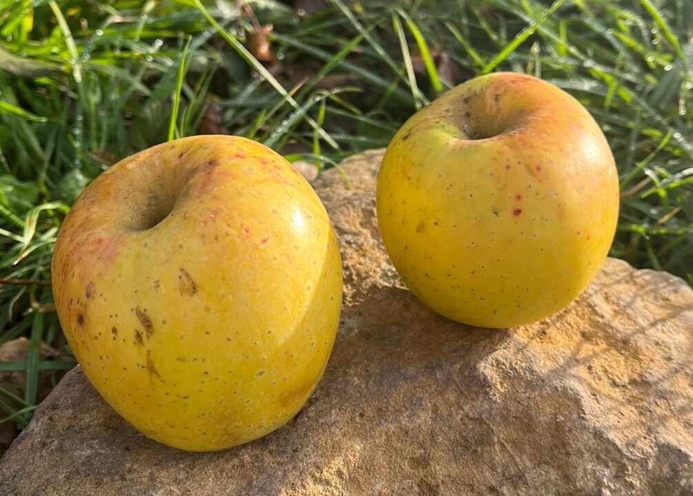 Pomme de Foix
