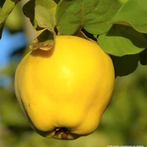 Aromatnaya