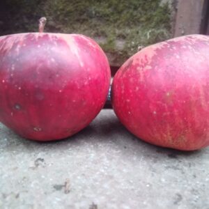Pomme d'enfer